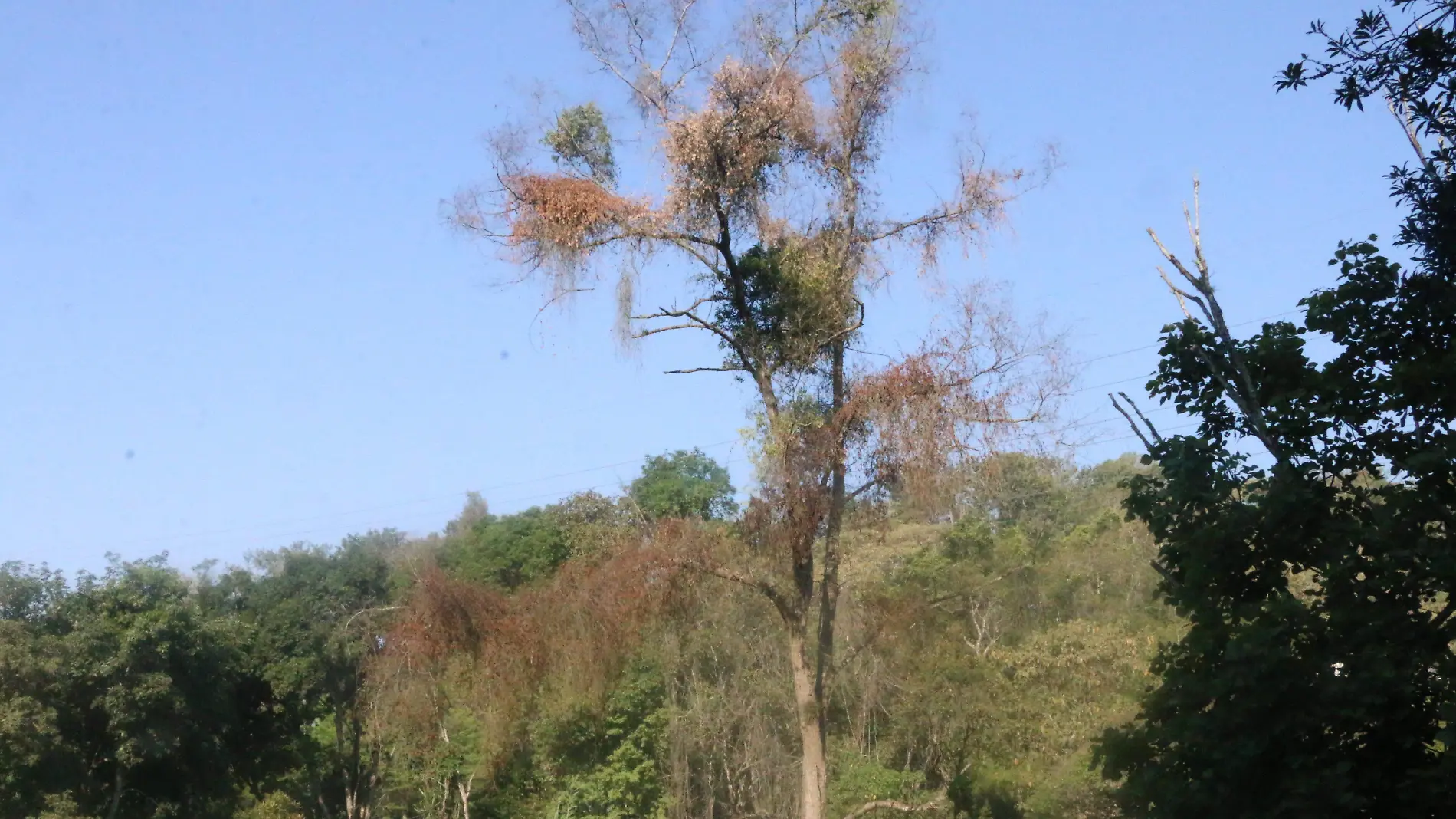 Veracruz biodiversidad  | Medio Ambiente | Bosque